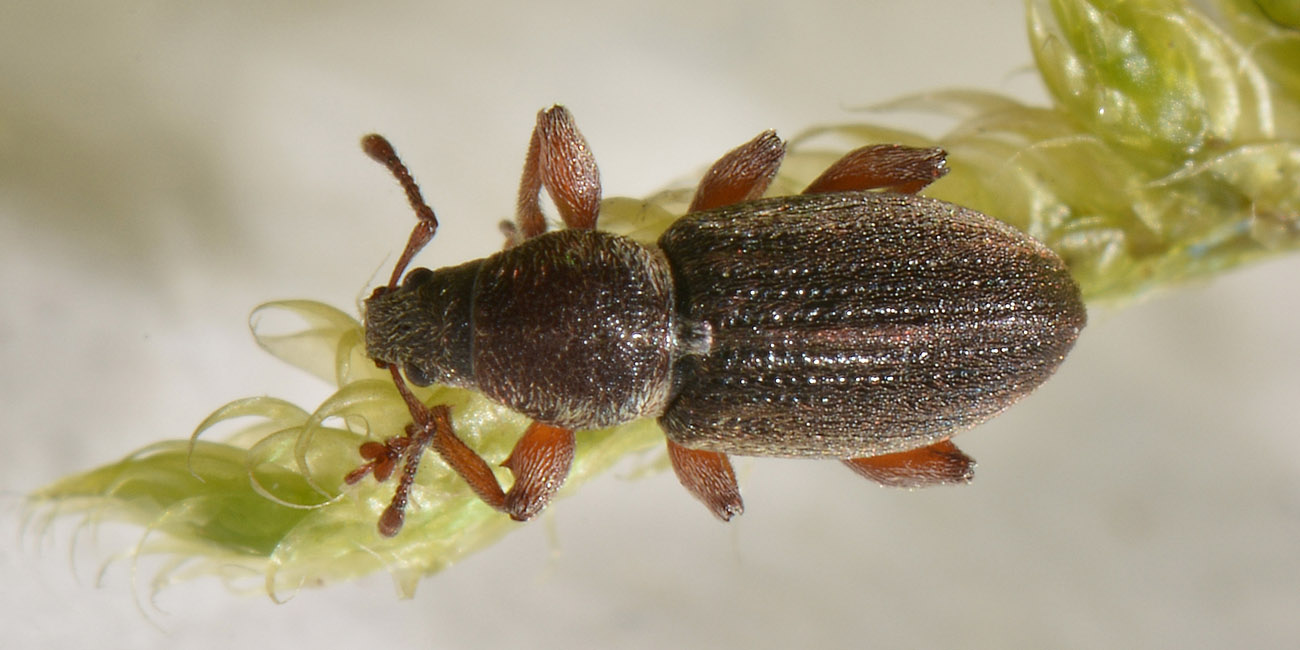 Curculionidae: Polydrusus marginatus?  S !